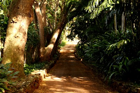 Lush Tropical Path photo