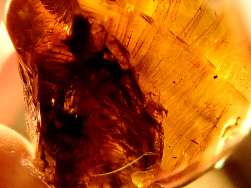 Cretacous amber dinosaur