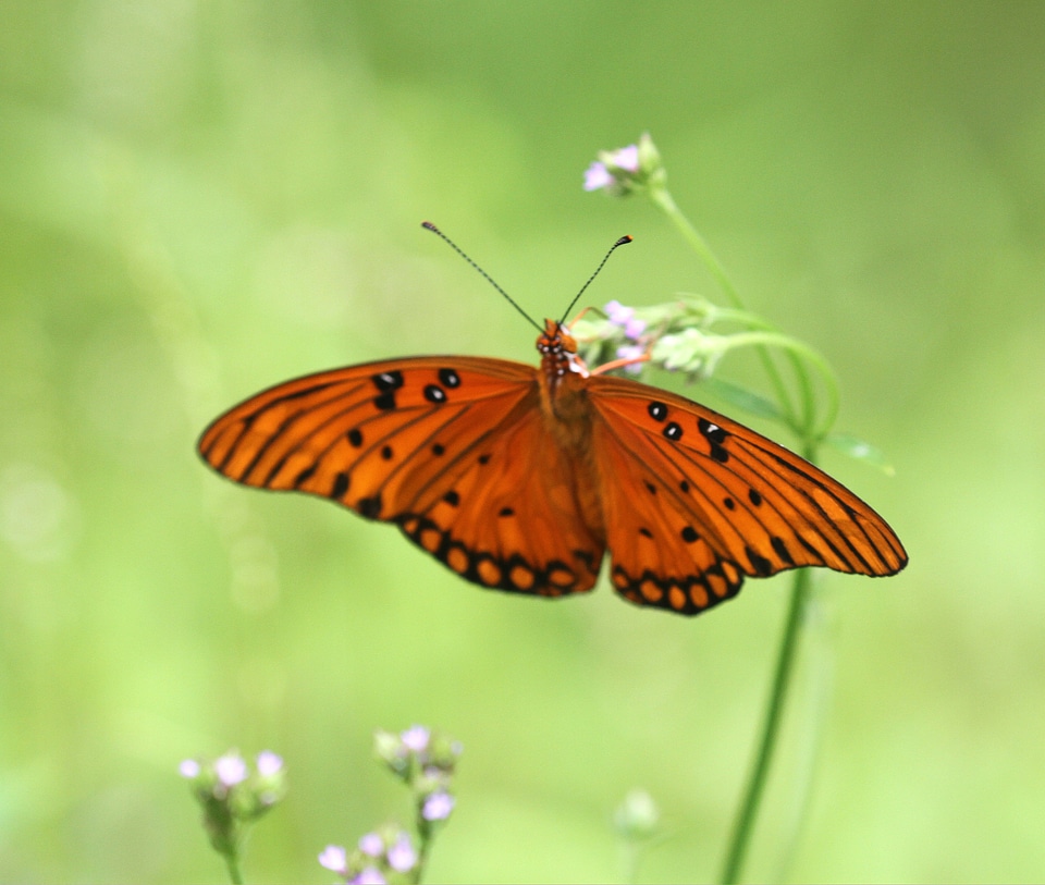 A Gulf Fritillary butterfly