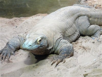 Komodo Dragon Fort Worth Zoo photo