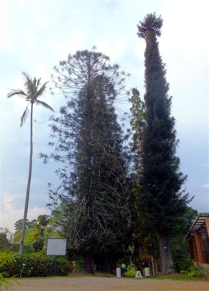 Deux araucarias et un cocotier mal en point (et garçon de 1,4 m)