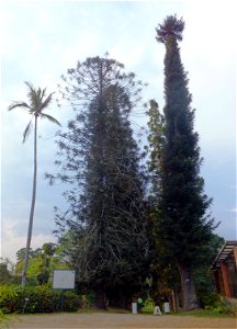 Deux araucarias et un cocotier mal en point (et garçon de 1,4 m) photo