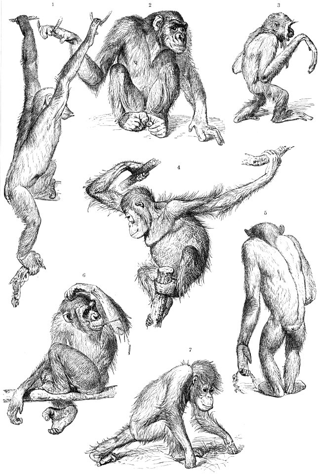 Just like a monkey I've been dancing my whole life