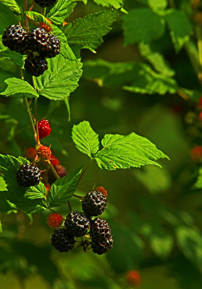 Ripe Black Berries