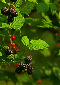 Ripe Black Berries