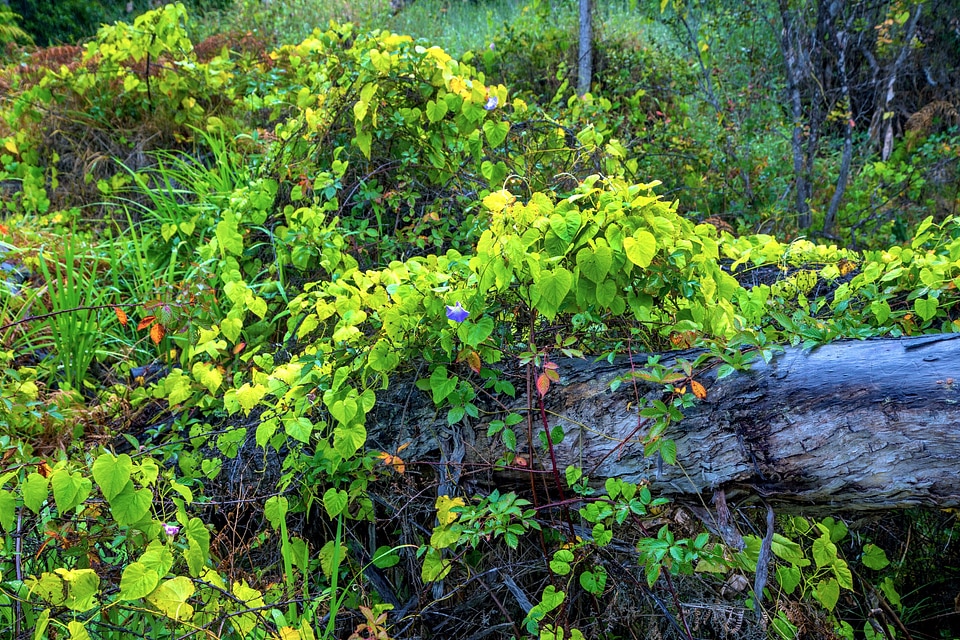 Invasive morning glory vine