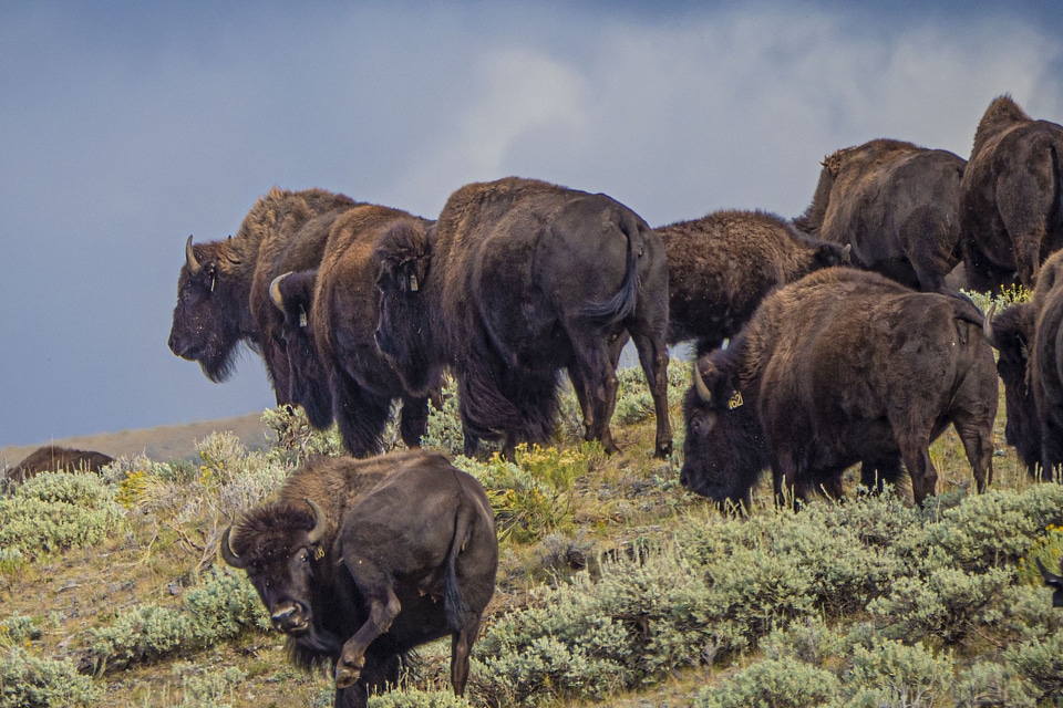 Buffalo graze southwest of Lima