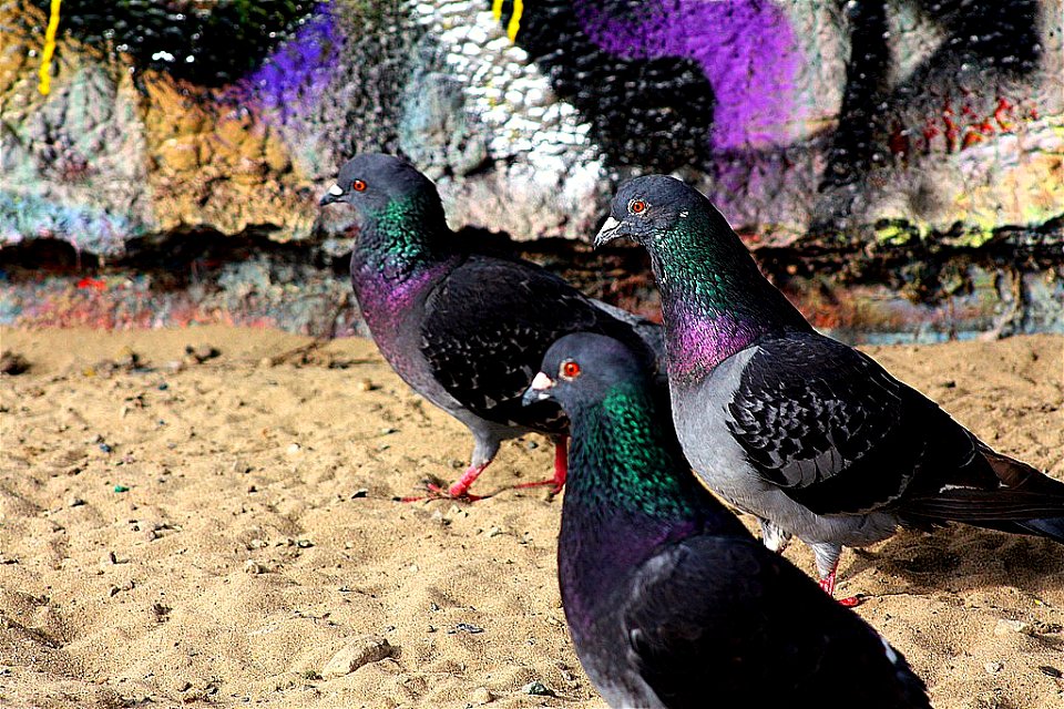dogtown pigeons at the grafitti wall--venice beach photo
