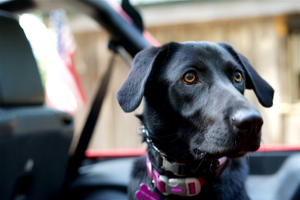 Coco going for a ride