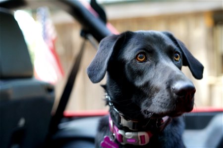Coco going for a ride