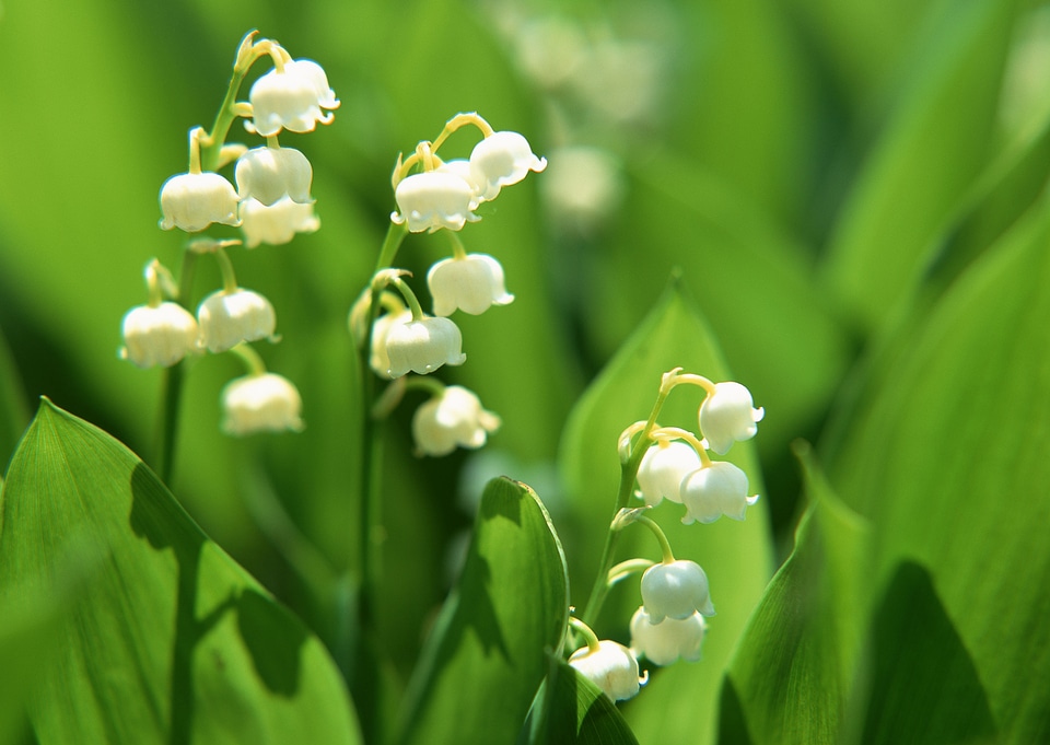 Twigs of Lilly of the valley