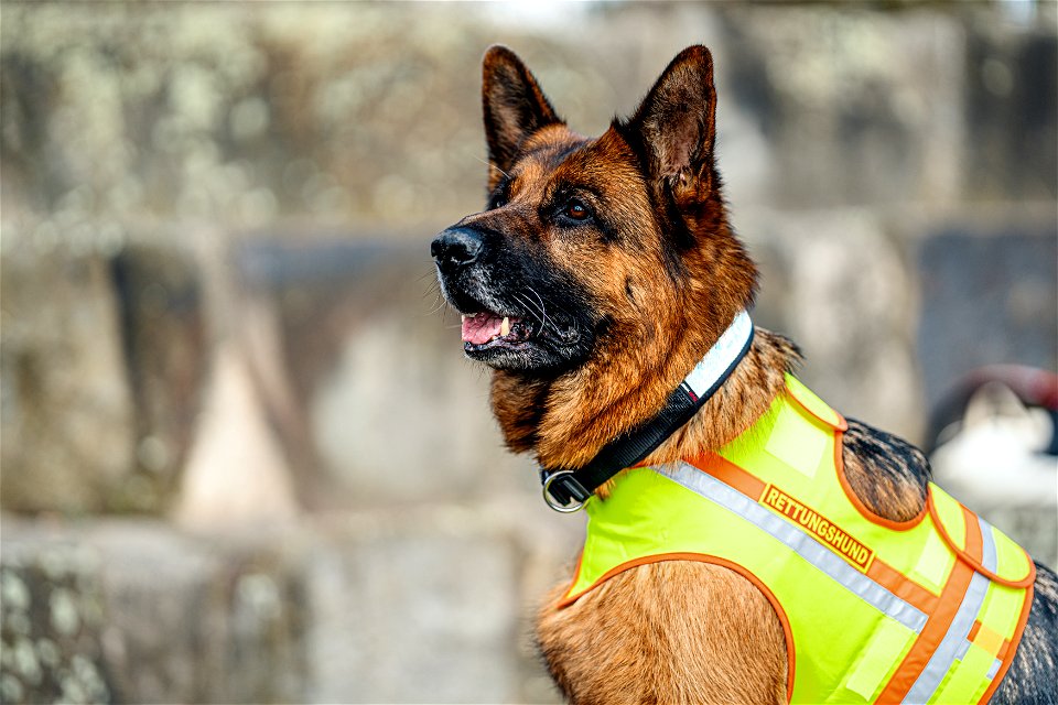 Feuerwear_Hunde-Halsband Timmy_Schäferhund_Rettungshund_071