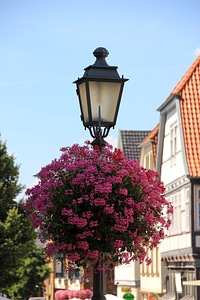 Red crop balcony plant