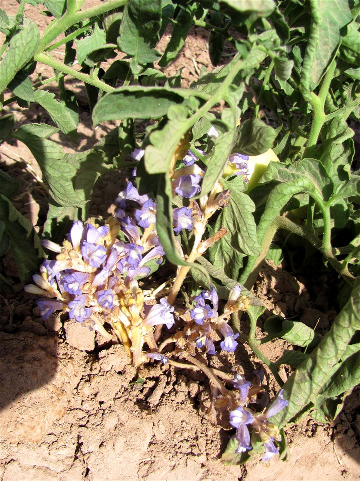 Broom rape on tomato