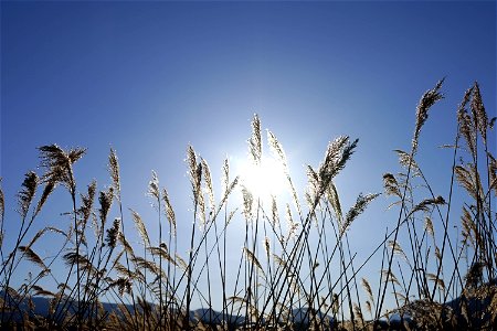 silver grass
