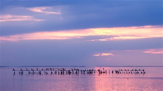 Etang de vaccarès - Grand Cormoran