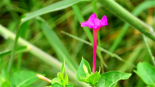 Flor Rosa