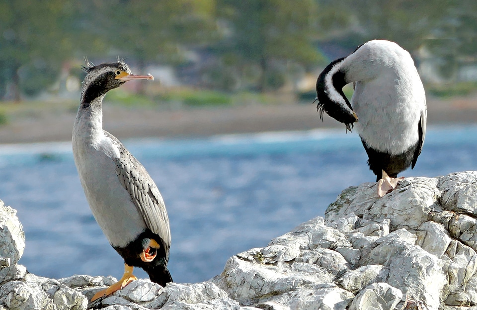 Spotted shags on the cliff in Catlins, New Zealand