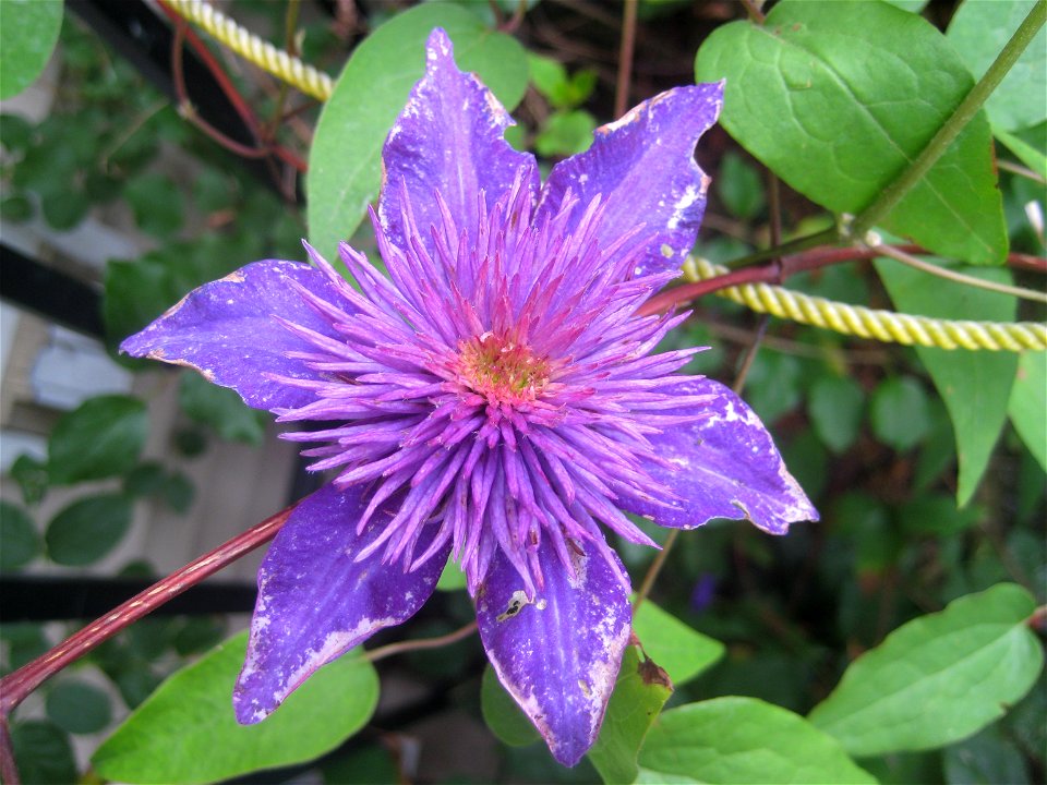 Clematis