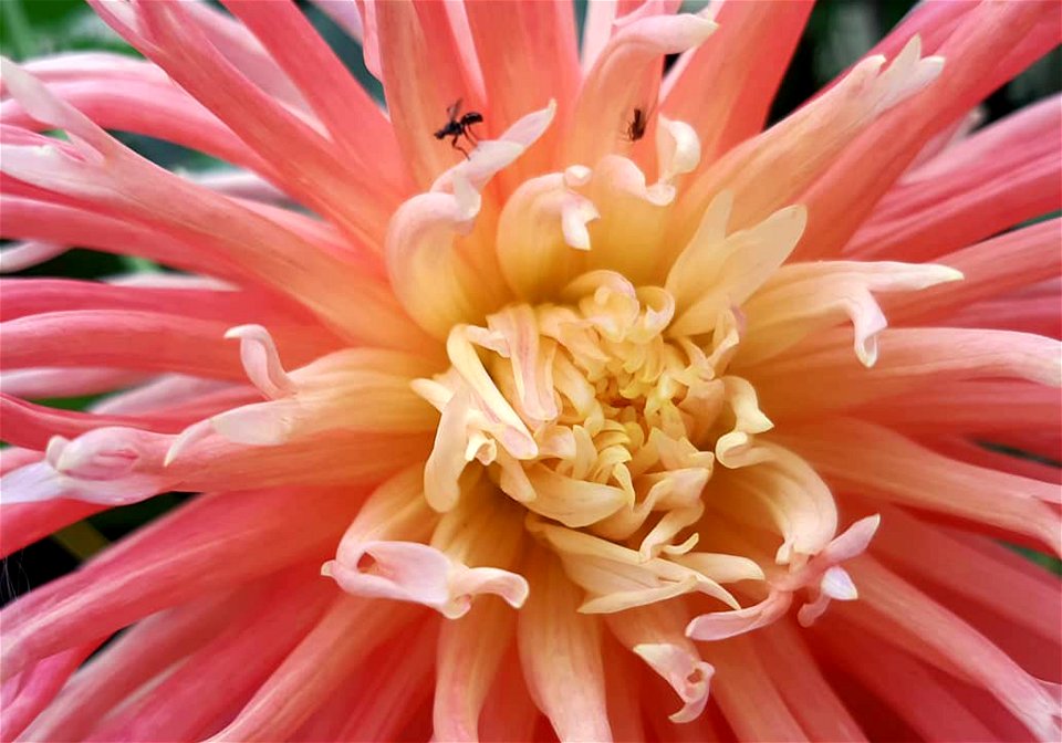 Apricot Star