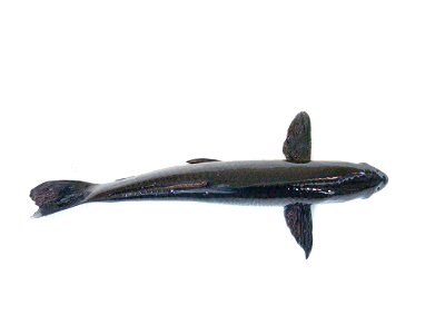 Black Carp