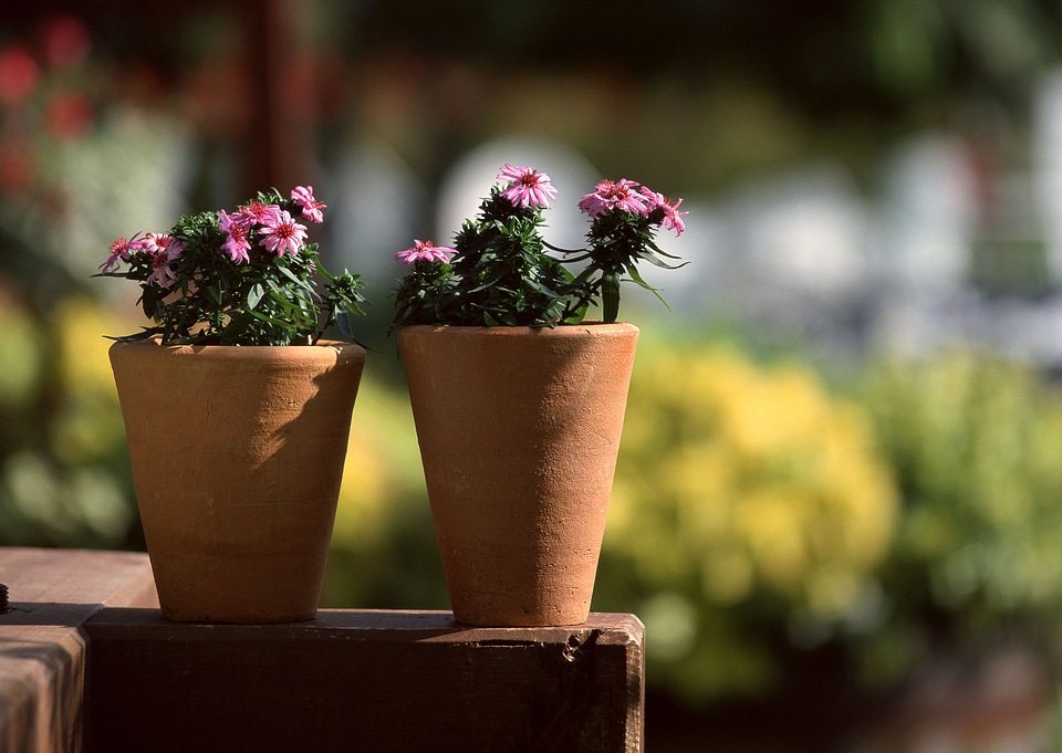 patio decoration flowers photo