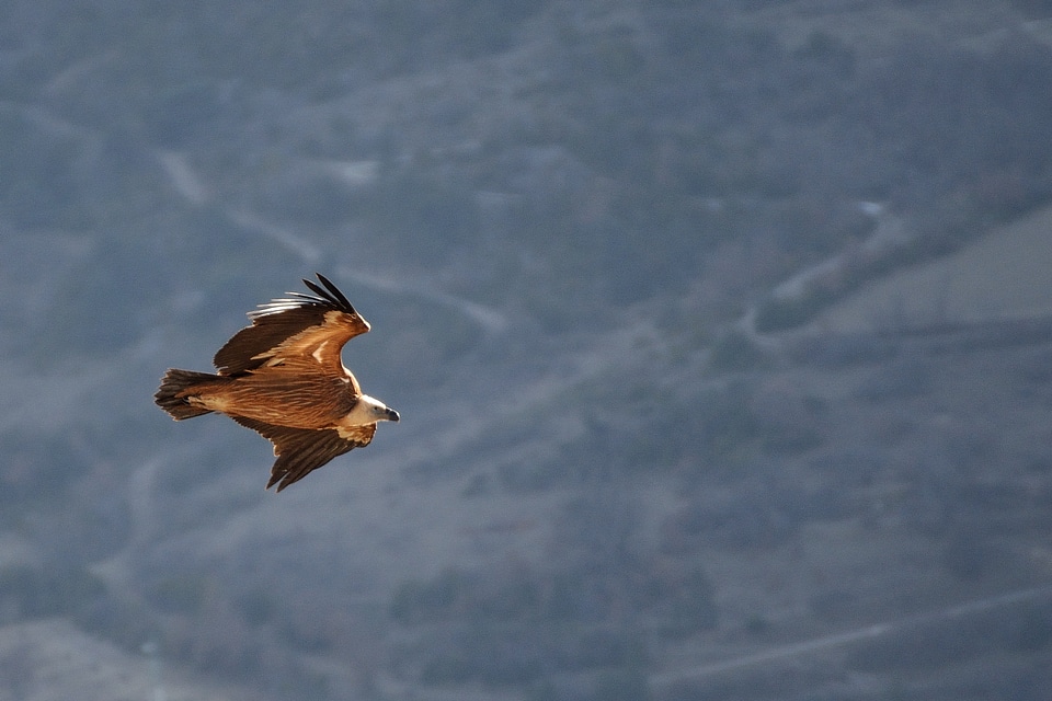 Falcon with outstretched wings