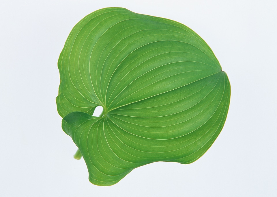 An Image of Foliage Plant