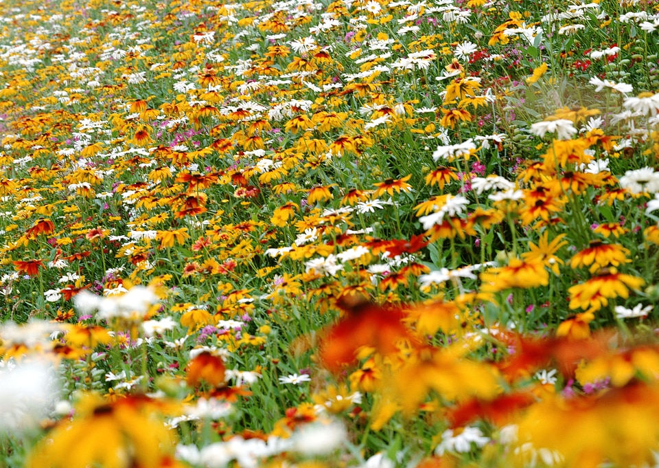 Cosmos flower in background