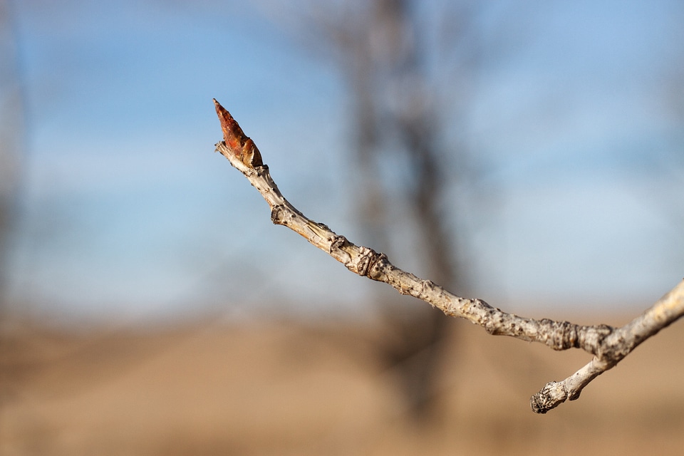 Realistic tree branch