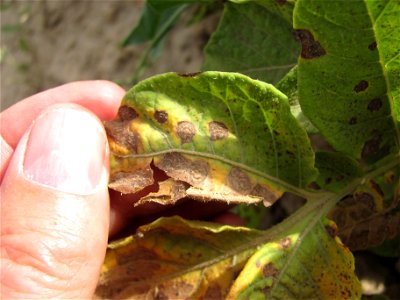 Early blight of potato photo