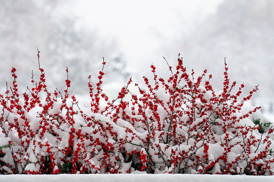 Snow-covered red berries are seen at the White House