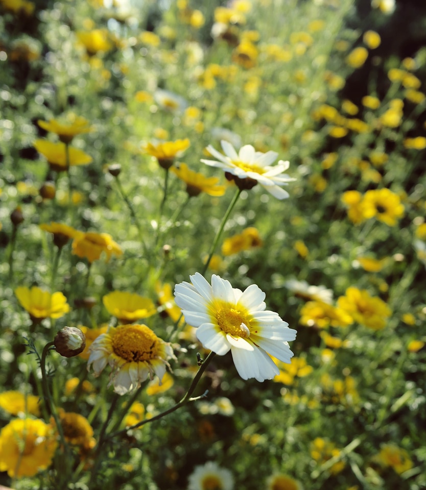 Russian flowers