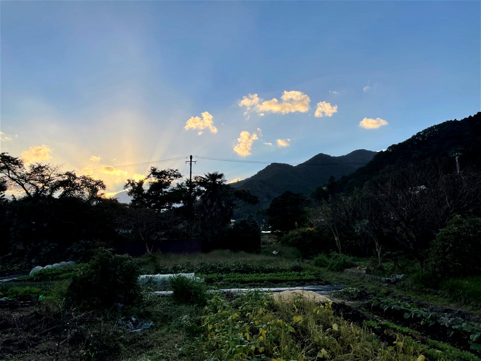 dawn country garden