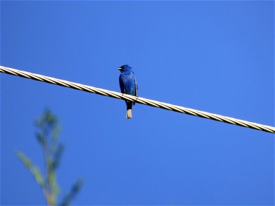 Blue Sky. Indigo Bird. (Indigo Bunting on a wire) photo