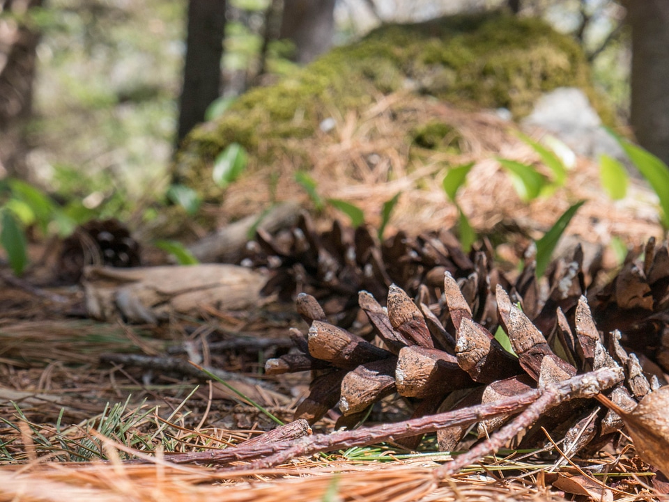 pine cone lies on the Forest
