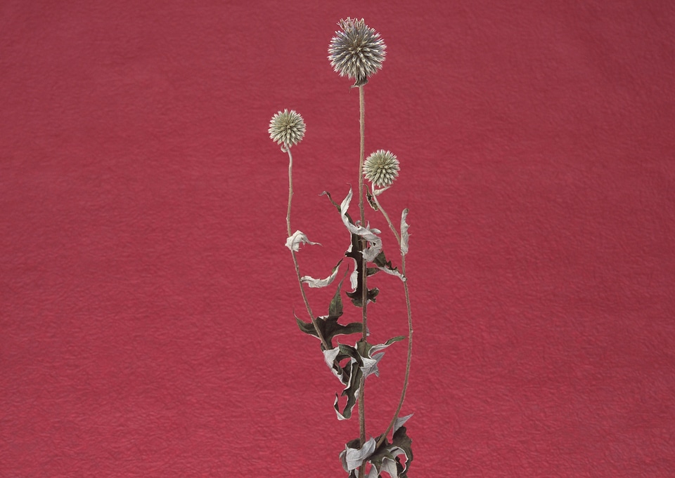 Dried Tall wildflower