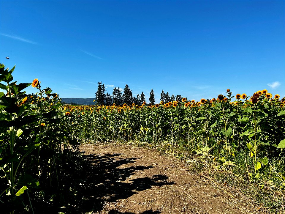 sunflower maze - path through sunflowers