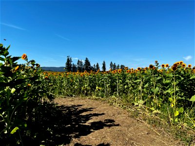 sunflower maze - path through sunflowers