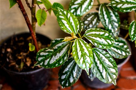 Pilea Cadierei