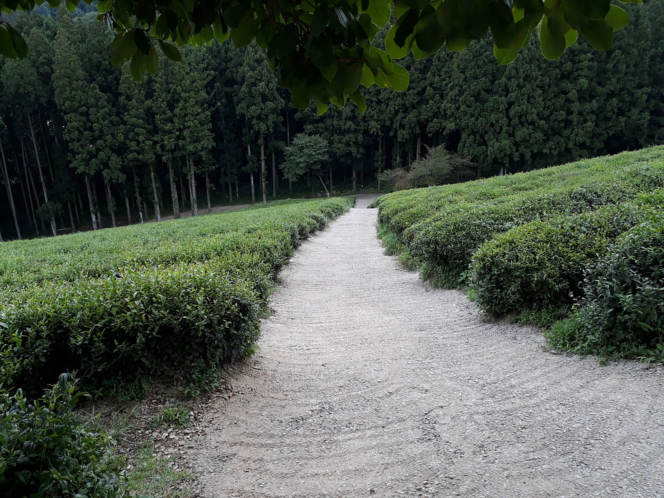 Boseong Green Tea Fields - Daehan Dawon Tea Plantation