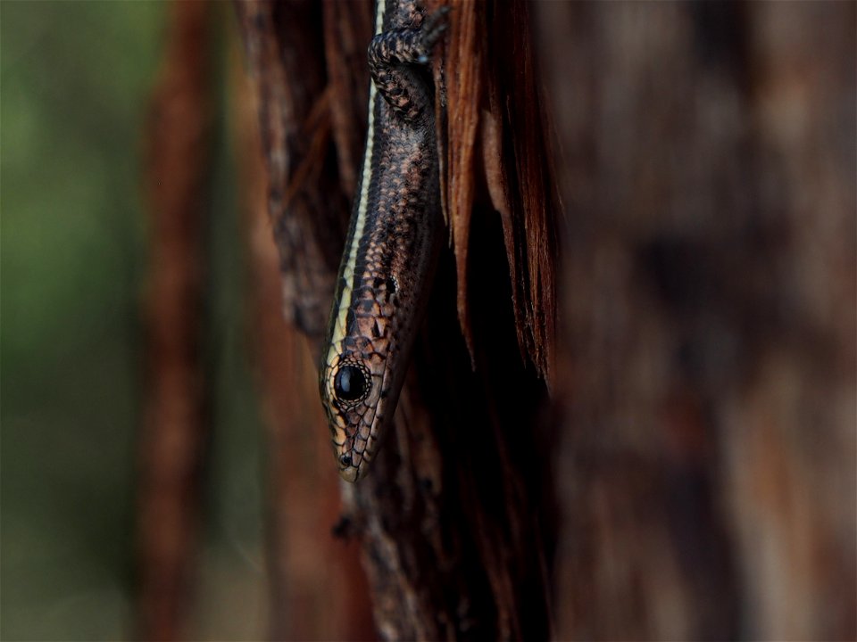 metamorpohosis