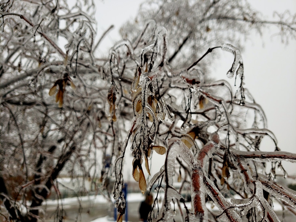 Ice and snow on a branch