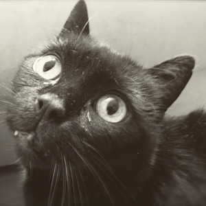 black cat photo