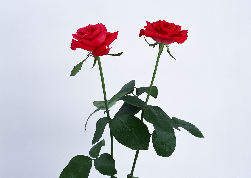 A bunch of red roses
