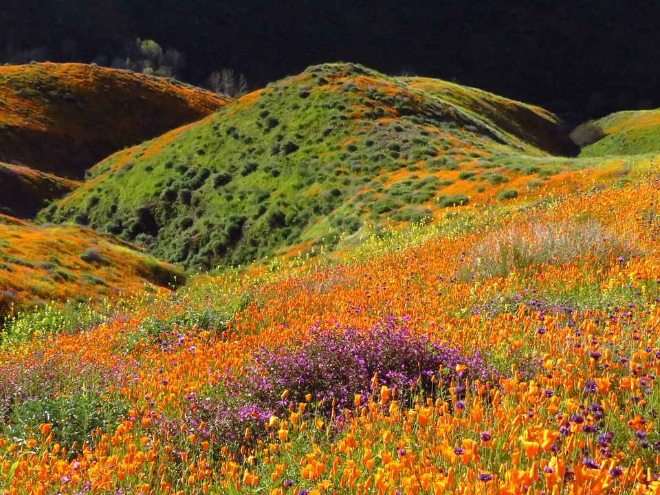Wildflowers at Walker Canyon in California