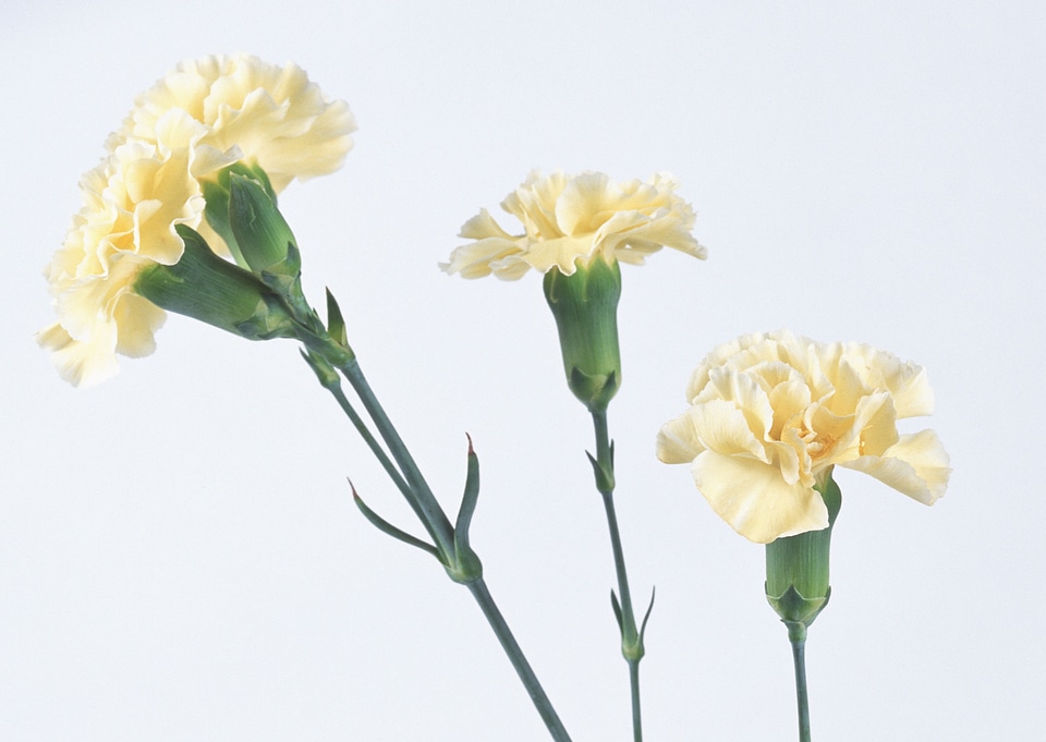 Yellow Carnation flowers