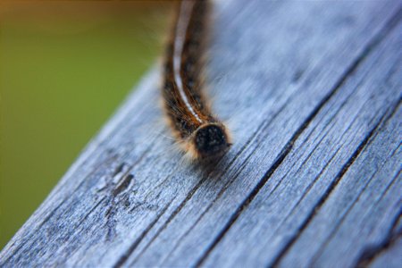 fuzzy-caterpiller photo