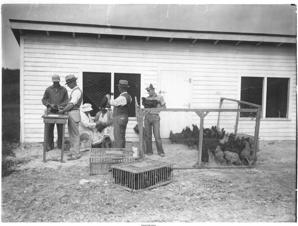 Blood testing, and vaccinating, Steele's, Ocean View