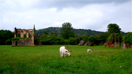 Addax Cabraceno photo